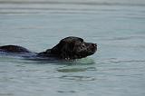 LABRADOR 1102